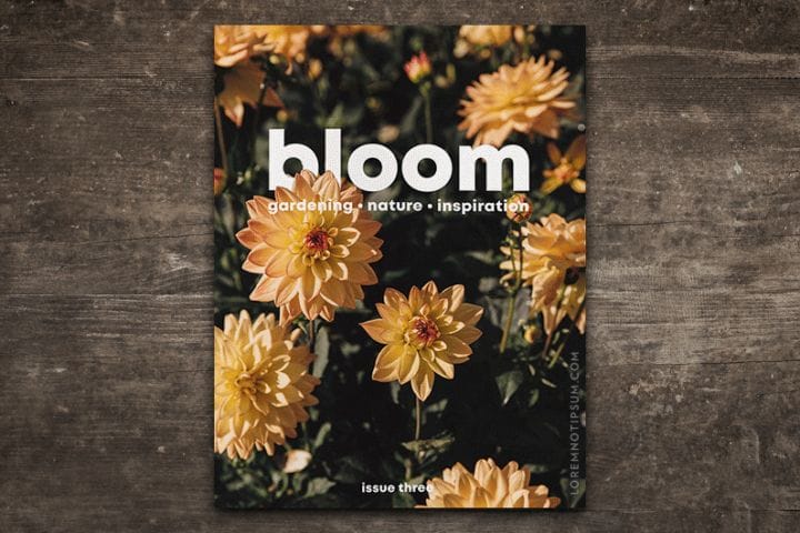 Bloom Magazine Issue 4 – loremnotipsum.com