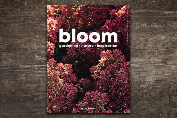 Bloom Magazine Issue 7 – loremnotipsum.com