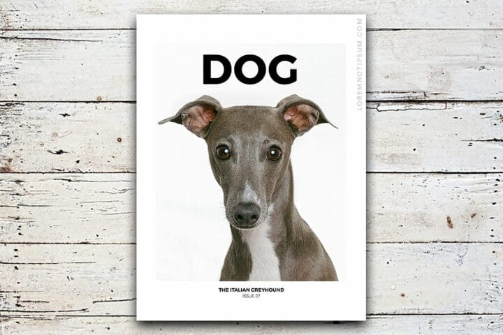 Dog Magazine Issue 7 (the Italian Greyhound) – loremnotipsum.com