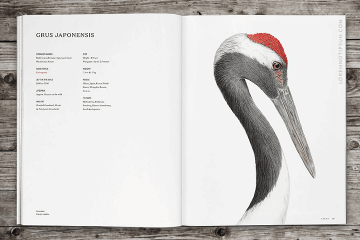 Faune Magazine Volume 1 – loremnotipsum.com